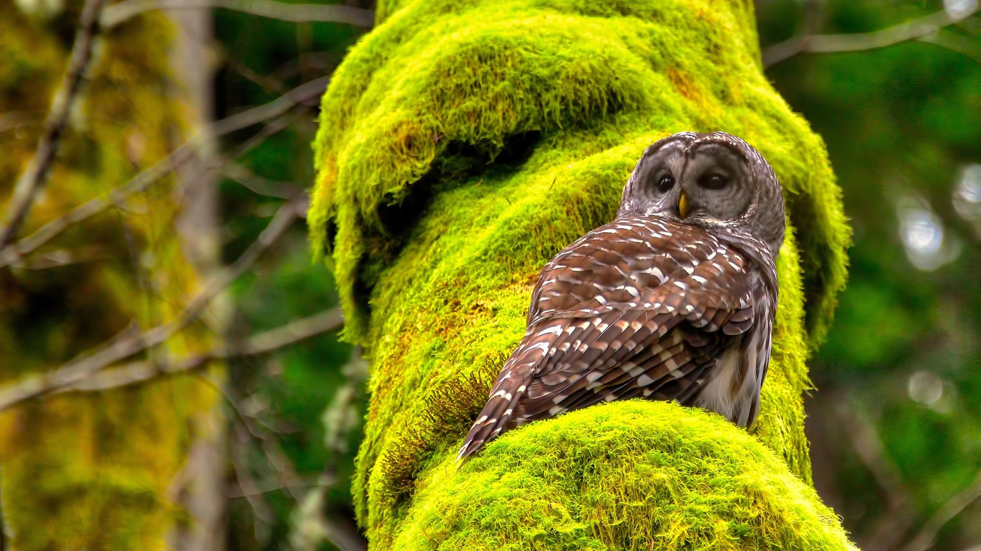 格拉纳达客场失利,沦为对手陪练,格拉纳达俱乐部