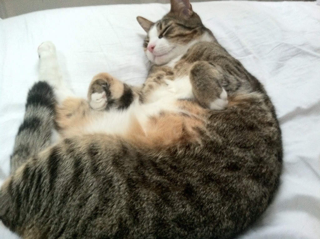 浙江稠州战术打法持续调整,浙江稠州吧