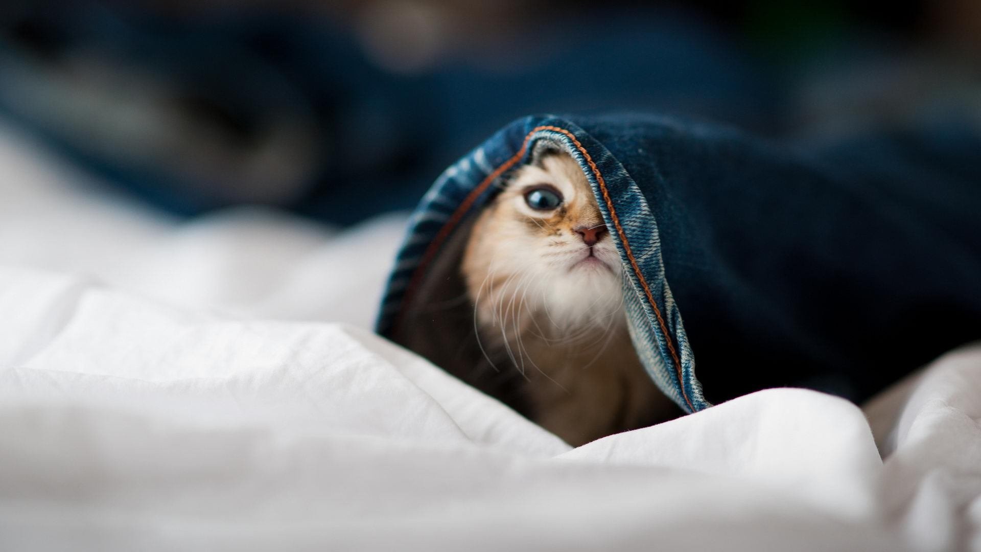 爱游戏娱乐-皇家社会客场全身而退，拿下宝贵三分，皇家社会主场叫什么