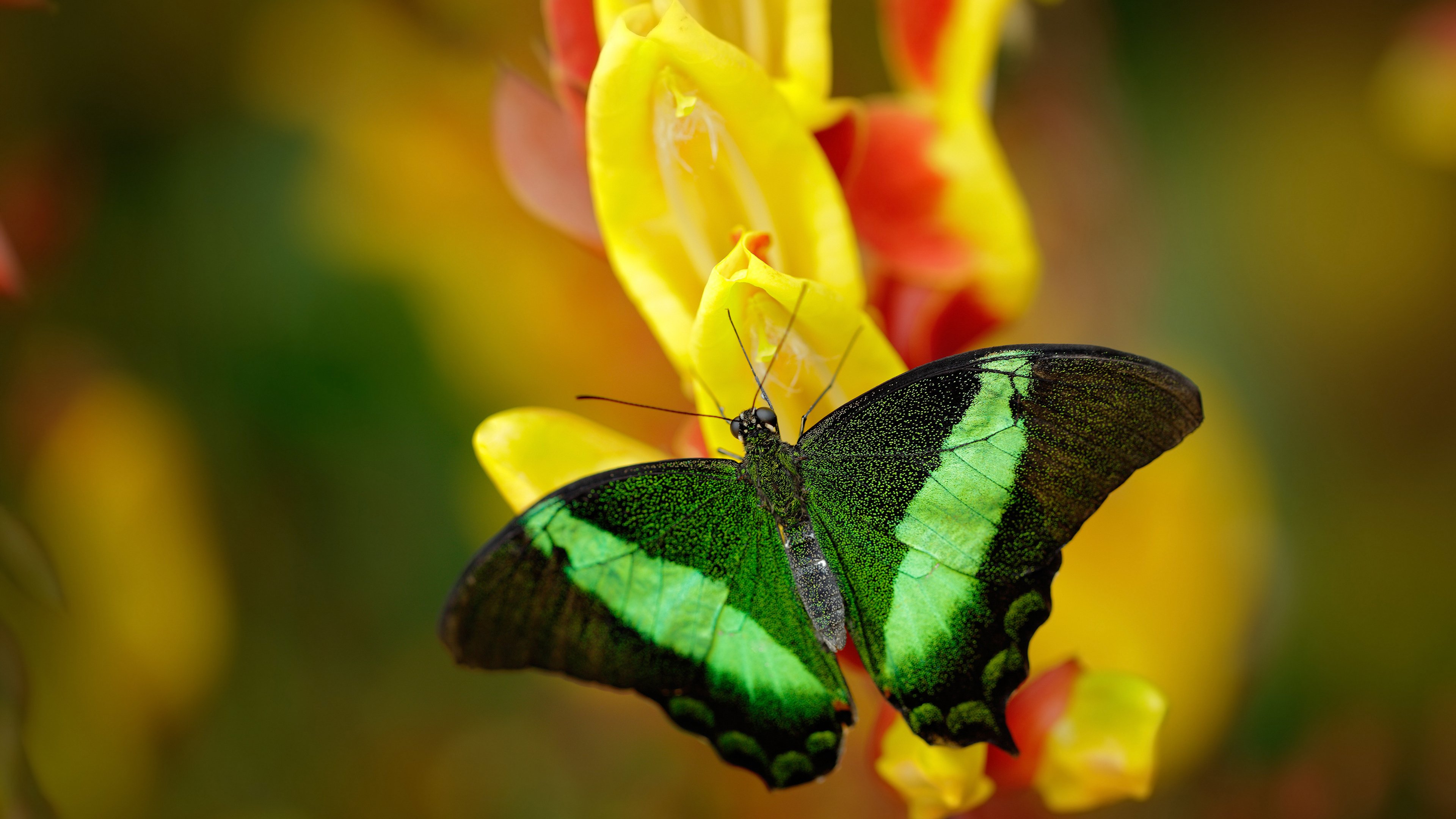 胜负难辨：马刺与太阳之间的大战将分出胜负，马刺vs太阳视频直播
