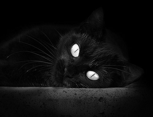 世界青少年游泳接力赛中国队荣获金牌,青春激荡赛场,游泳接力赛名单