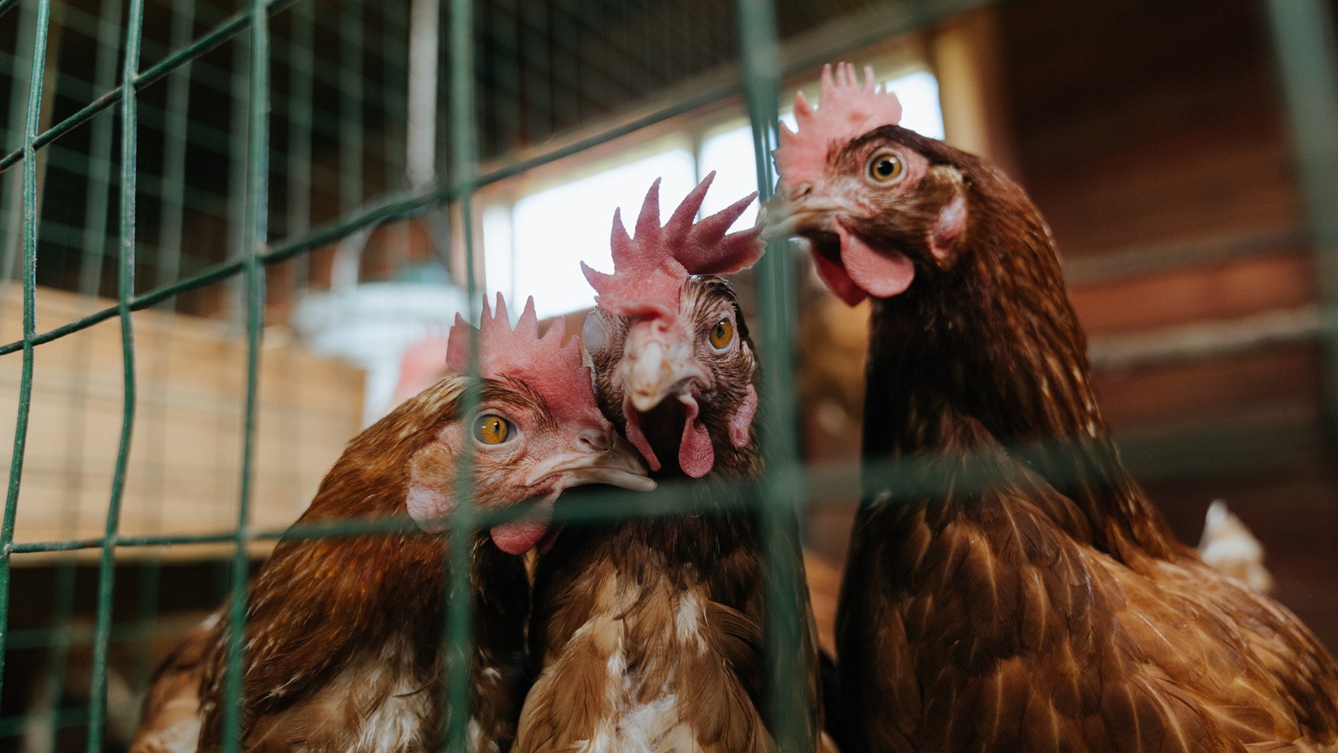 中国足球青训梯队分布趋势图,中国足球青训排名