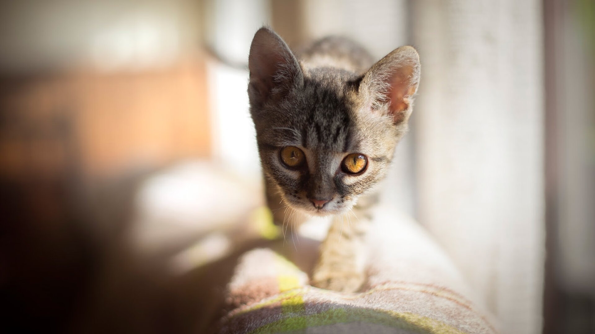 中国女篮积极提升投篮命中率,中国女篮积极提升投篮命中率视频