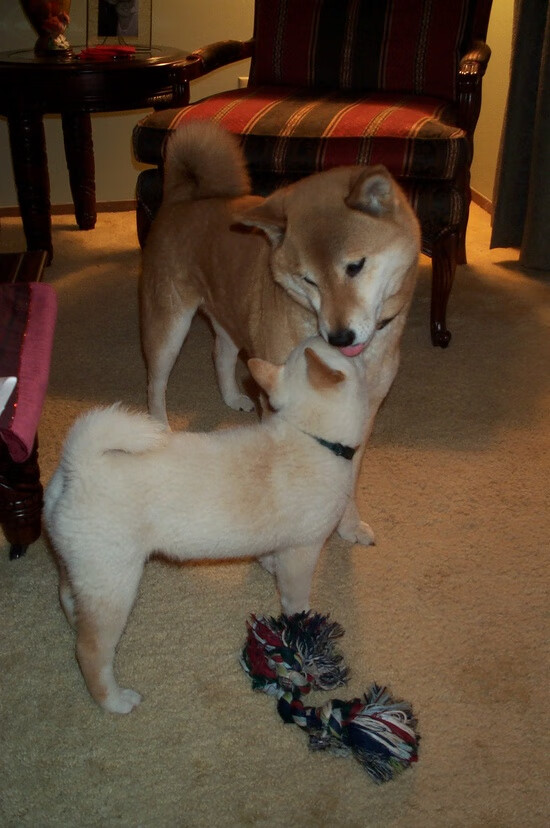 中国男篮积极引入高科技设备辅助训练,中国男篮要求