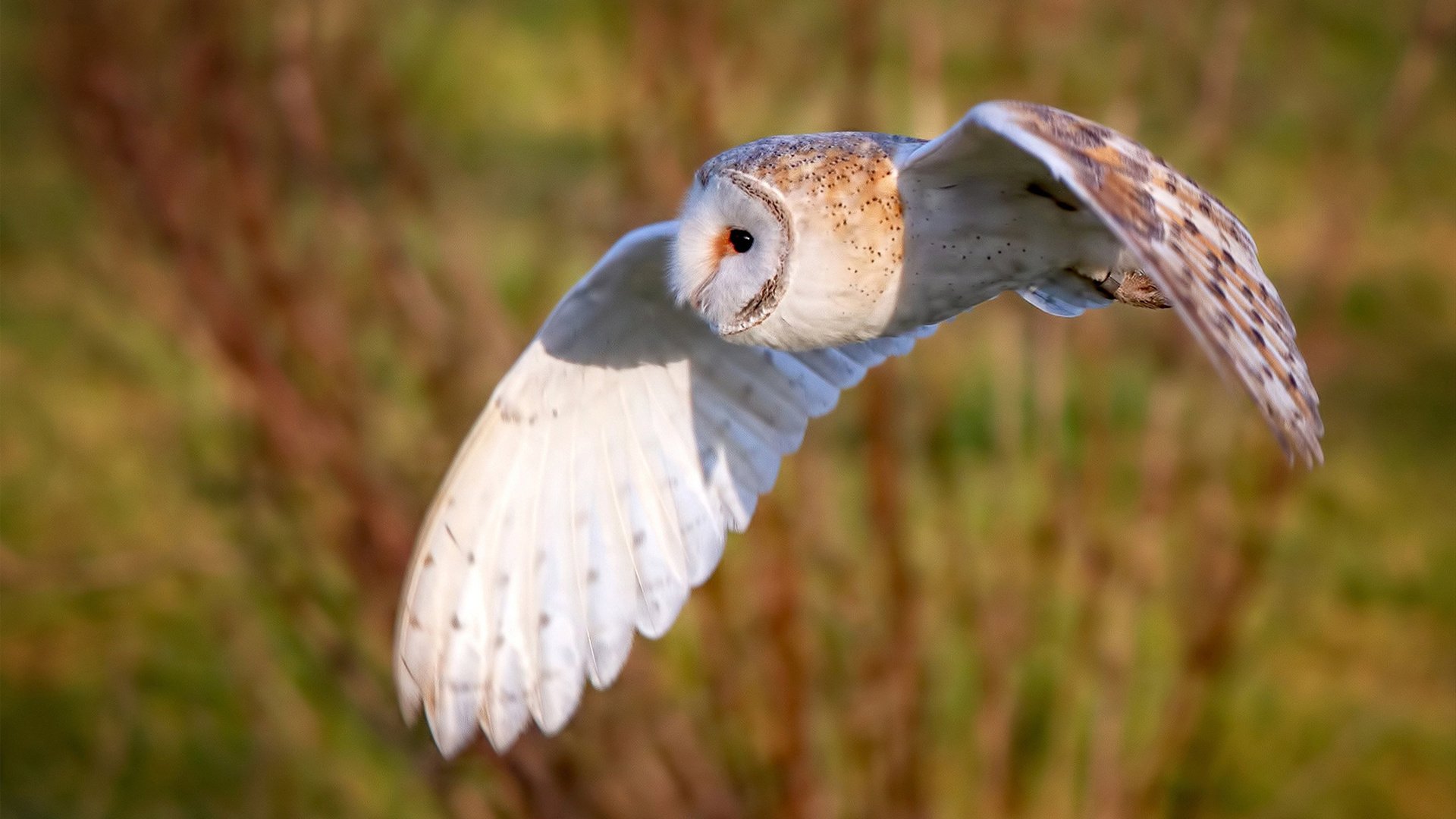 体育新闻中心发布运动科技与传媒融合典型案例,体育与新媒体融合发展研究