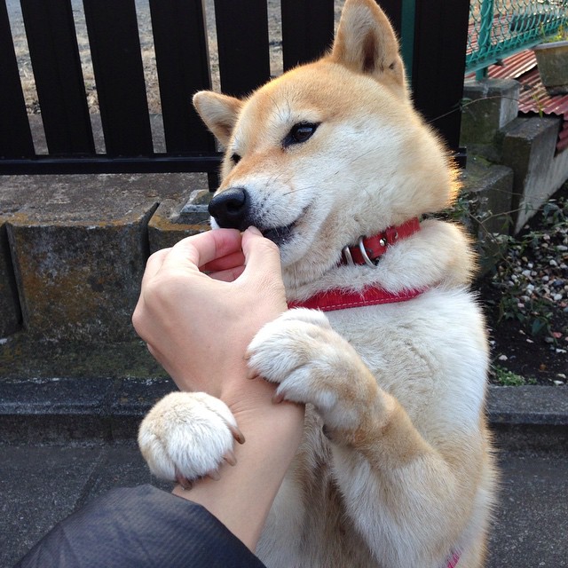 体育新闻中心发布体育行业数字版权管理白皮书,2021pp体育版权