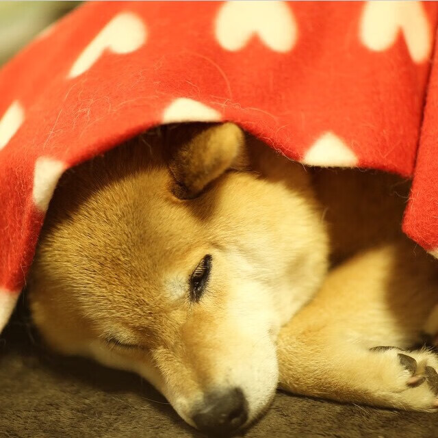 体育新闻中心发布体育行业数字版权管理白皮书,2021pp体育版权