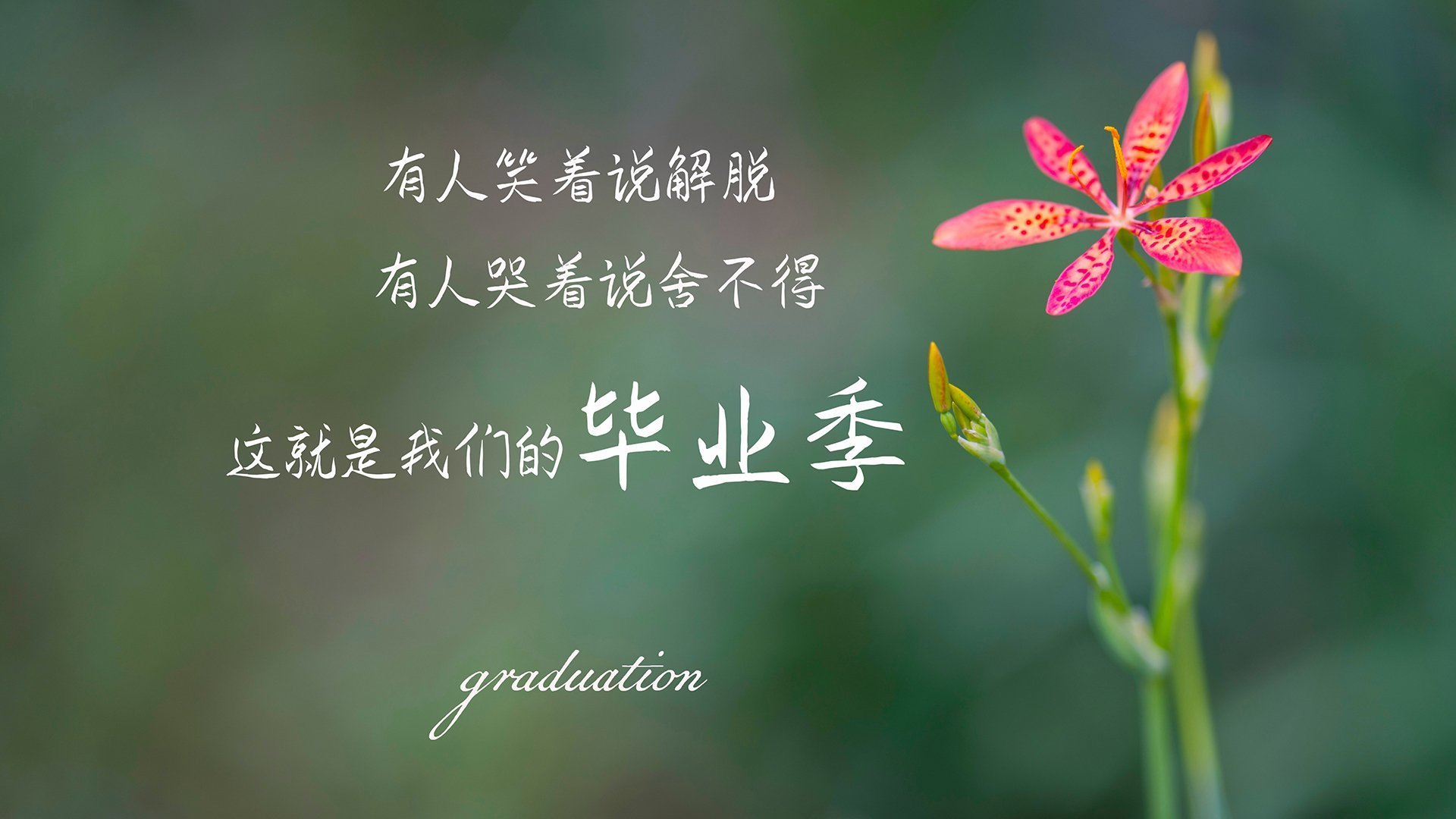 埃及队2024年世界杯表现:向世界强队发起挑战,埃及进军世界杯