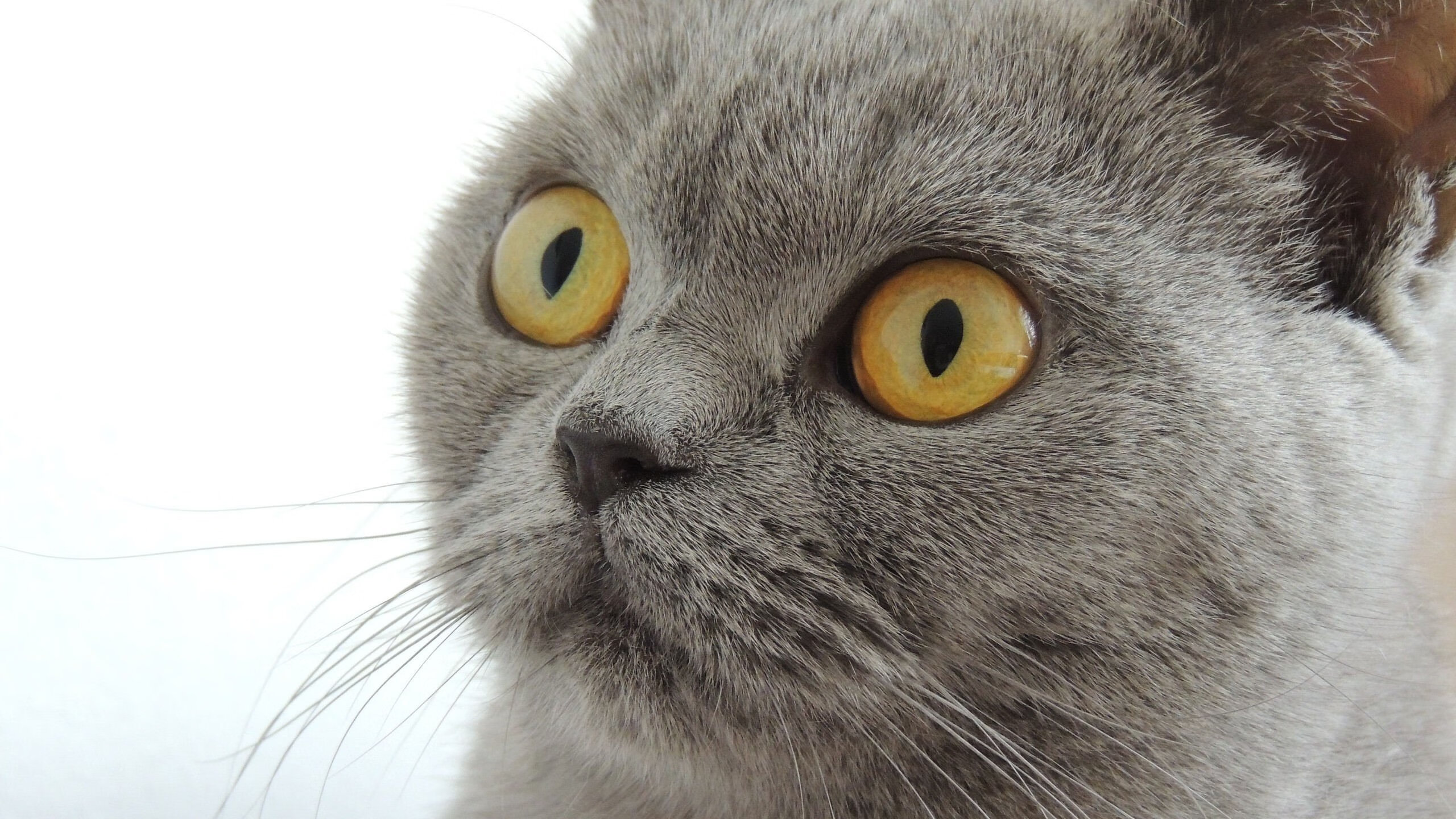 爱游戏体育平台-新月计划再签顶级前锋补强锋线