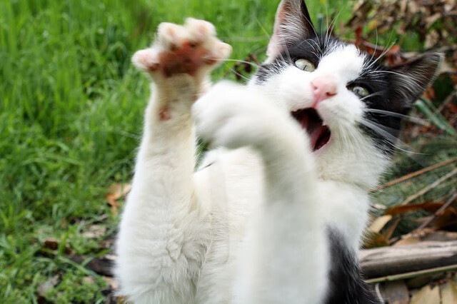 校园足球教案融合本地文化特色,校园足球教案融合本地文化特色怎么写