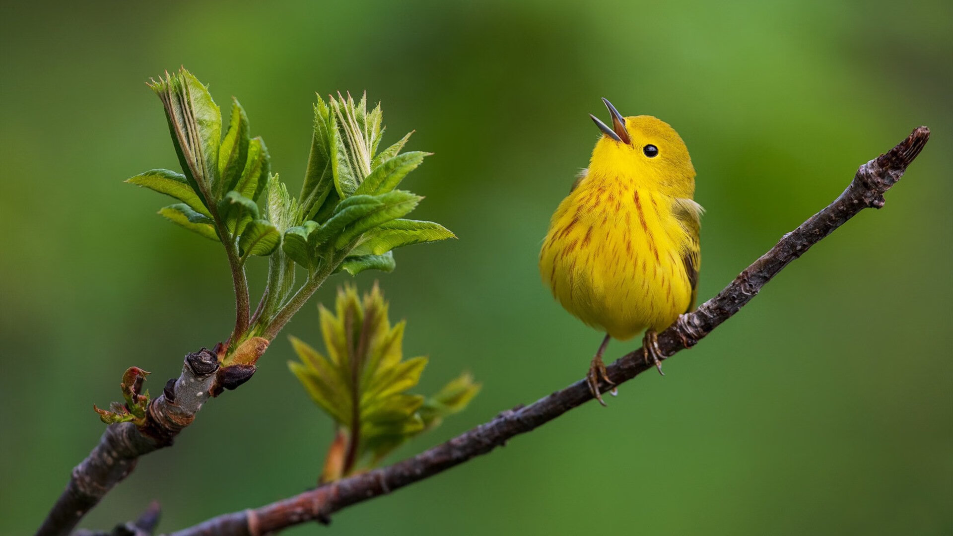 世界杯精彩纷呈:每个瞬间都难忘!,世界杯的精彩瞬间