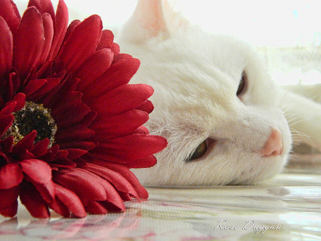 世界杯精彩纷呈:每个瞬间都难忘!,世界杯的精彩瞬间