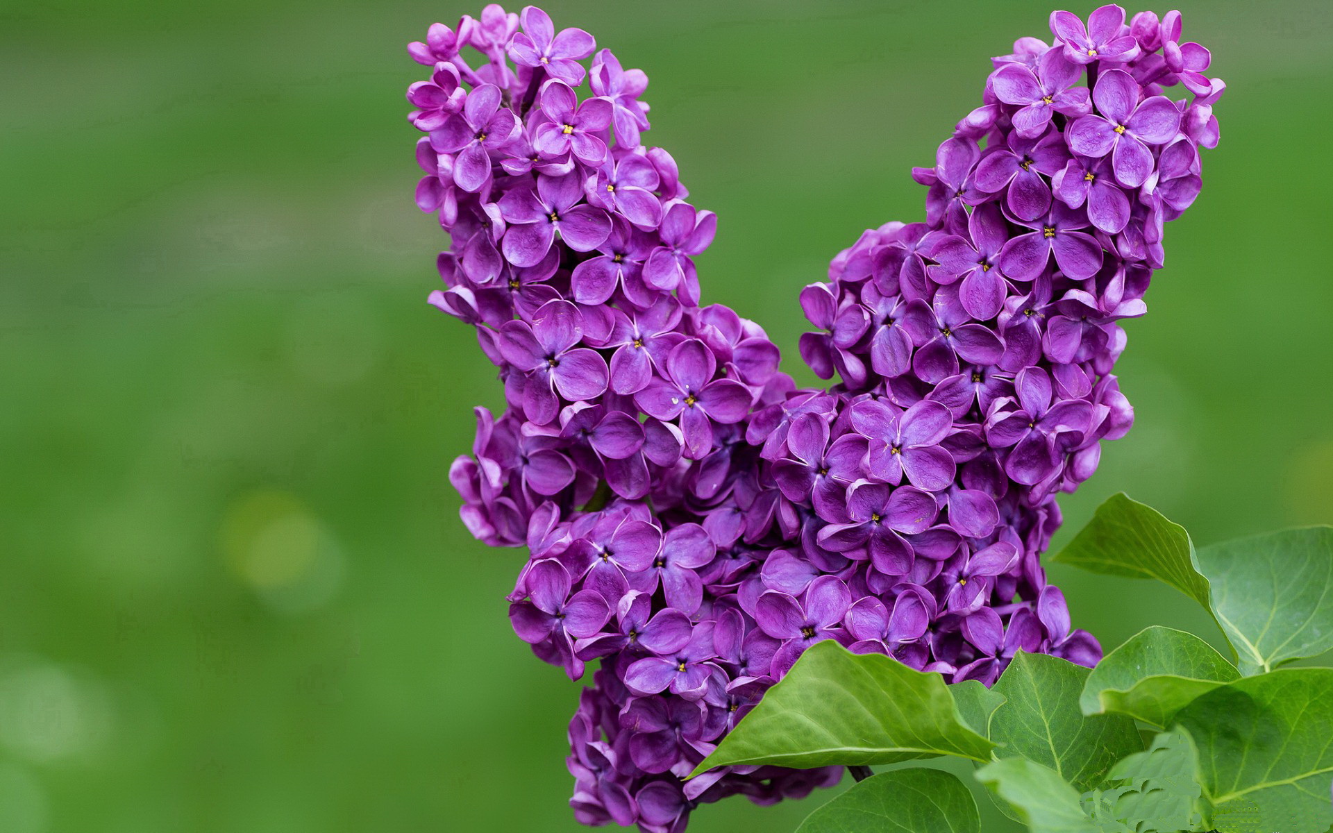 希腊男篮在欧洲锦标赛中强势夺冠,荣誉再创佳绩,希腊男篮什么水平