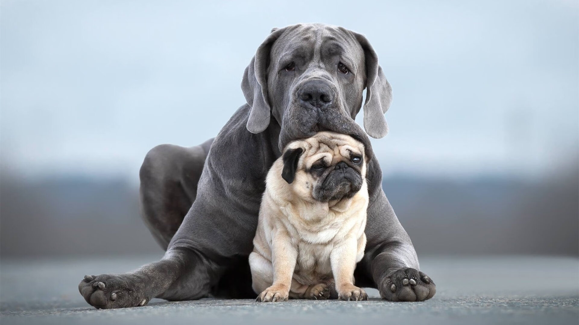 弗朗索瓦·霍尔茨豪伊泽：南非队的后场发动机，进攻一触即发，霍弗尔狼队