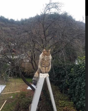 排球联赛决赛天津女排再夺冠,排球联赛决赛天津女排再夺冠视频
