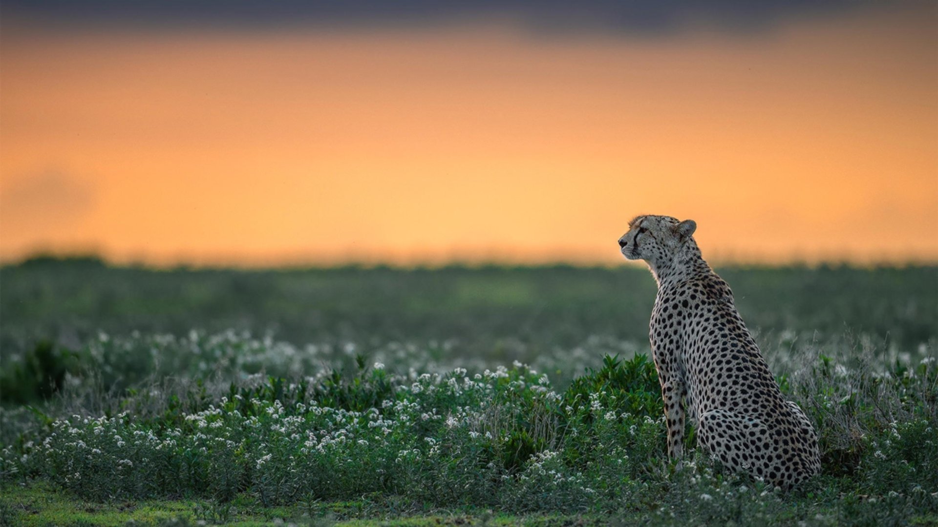 法国橄榄球赛事的票房和赞助收入创历史新高,法国橄榄球国家队