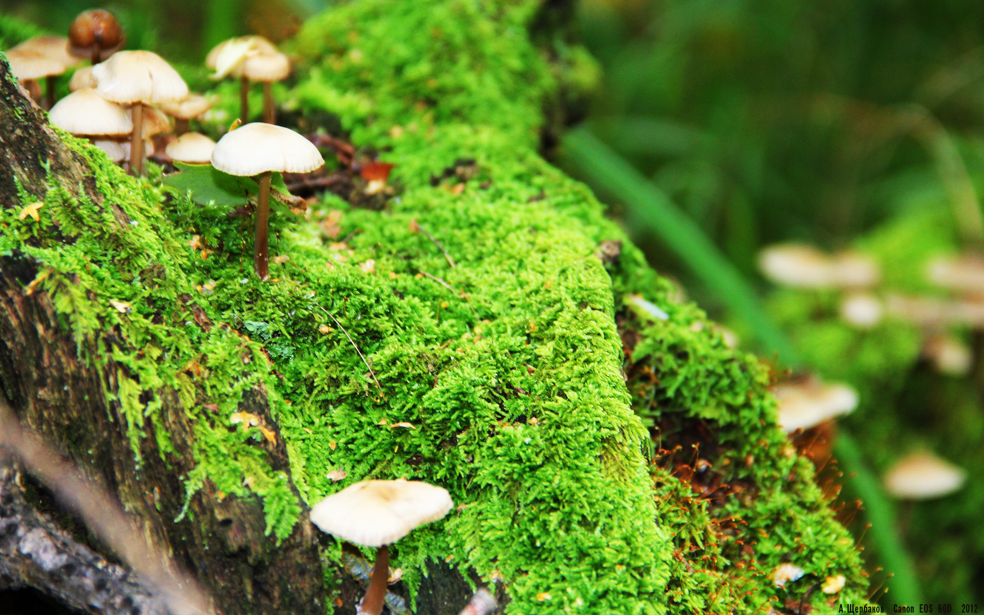 美洲杯精彩战役:明星拼搏助力胜利!,美洲杯精彩吗