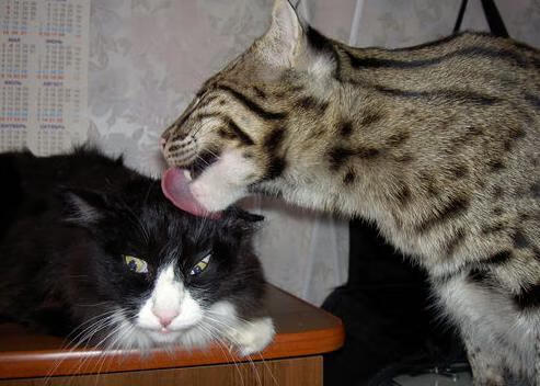 职业联赛实行薪资透明化规范促进球队健康运营,职业球队的收入来源