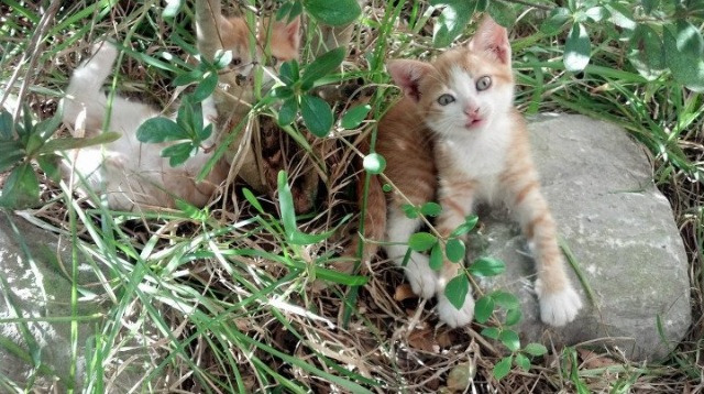 爱游戏官网-英超冠军悬念不断：精彩激烈的拼抢！，英超争冠